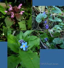 Flowers thast have opened in the last couple of days, 17 April