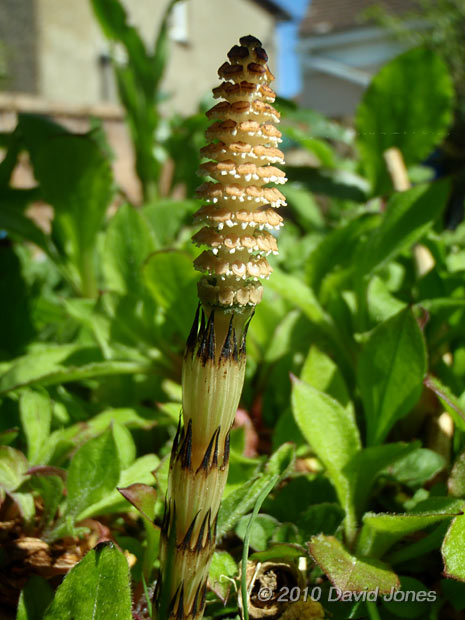 A horsetail strobilus that has appeared next to the big pond , 17 April - 1
