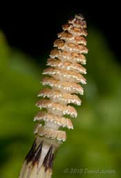 A horsetail strobilus that has appeared next to the big pond , 17 April