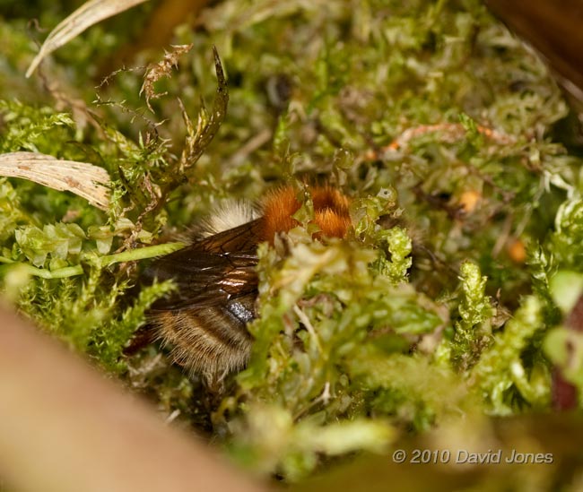 Common Carder Bumblebee amongst moss, 19 April