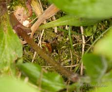 Carder Bumblebee at entrance to its new nest, 19 April