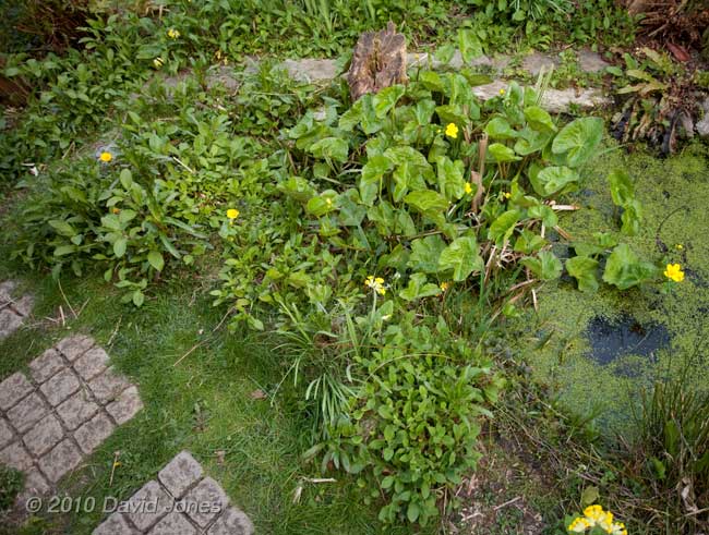 Marsh Marigolds at one end of the big pond