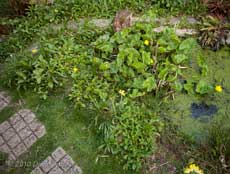 Marsh Marigolds at one end of the big pond
