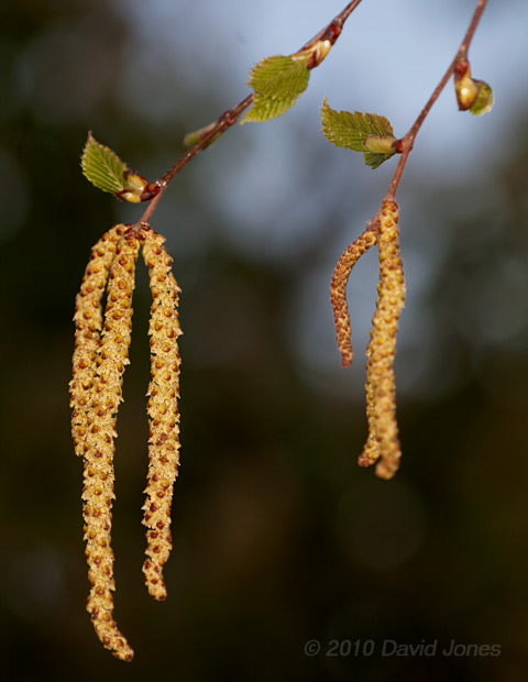 First leaves appear on the Himalayan Birch, 23 April