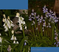 Bluebells open around the birch tree