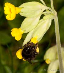 Unidentified black Bumblebee feeds at Cowslips, 23 April