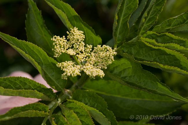 Flower buds on the Elder, 23 April