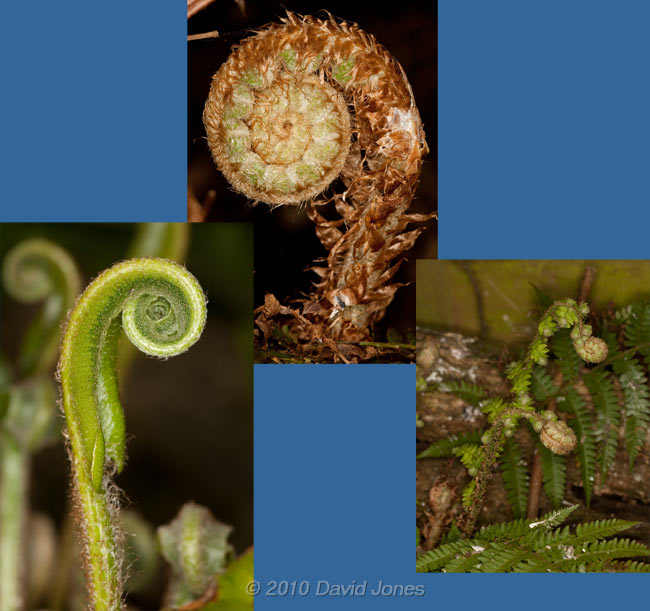 Young fern fronds unfurl, 23 April