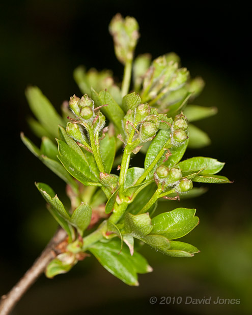 Flower buds on the Hawthorn, 23 April