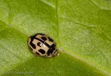 14-spot Ladybird on Marsh Marigold leaf, 23 April