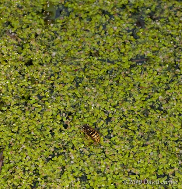 A Wasp collects water from the big pond, 23 April