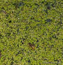 A Wasp collects water from the big pond, 23 April