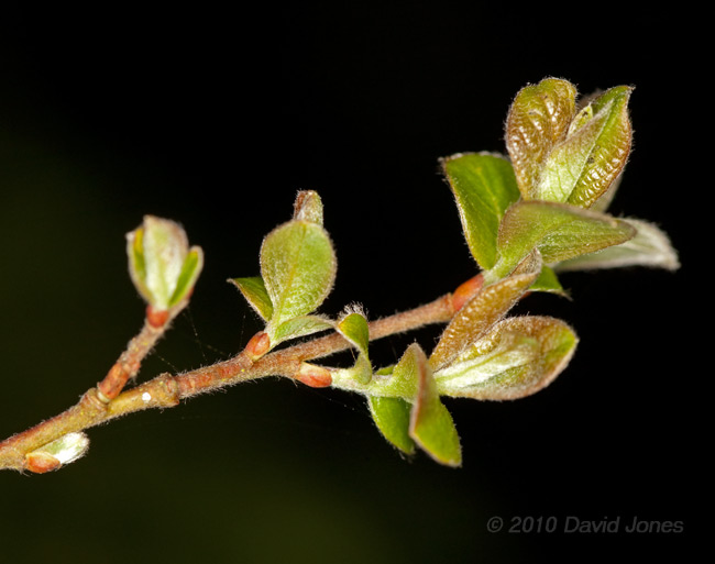Young leaves on the Willow, 23 April