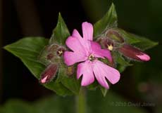 The first Red Camion flower opens, 24 April