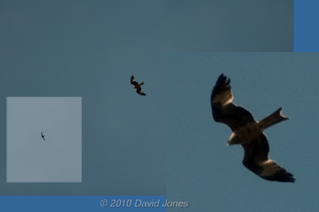 The first Red KIte that I have ever seen over our garden, 27 April 2010