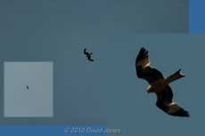 The first Red KIte that I have ever seen over our garden, 27 April 2010