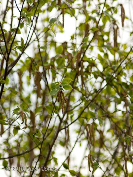 The Himalayan Birch turns green as its leaves develop, 30 April