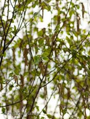 The Himalayan Birch turns green as its leaves develop, 30 April