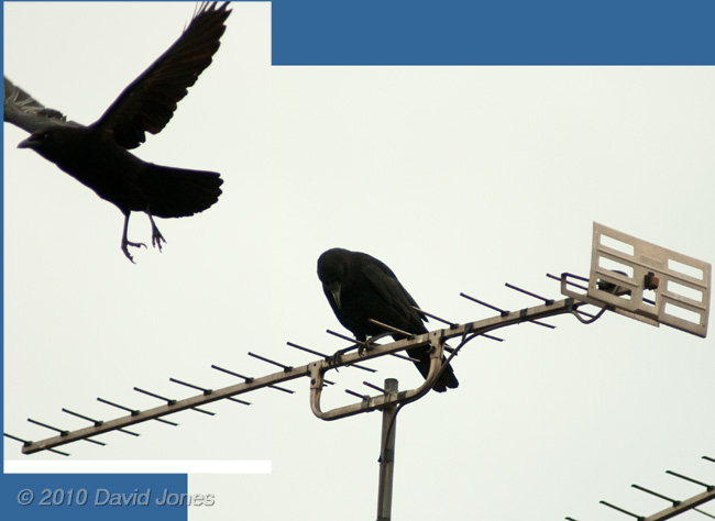 A rook perched above a neighbour's house, 30 April