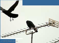 A rook perched above a neighbour's house, 30 April