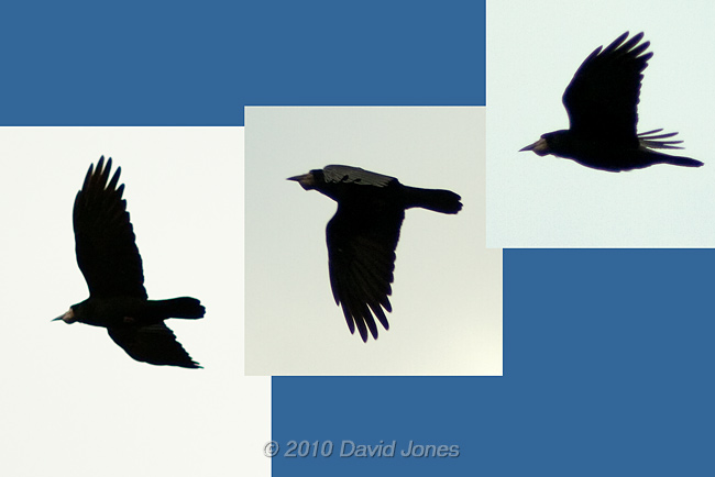 A rook overhead with a full crop, 30 April