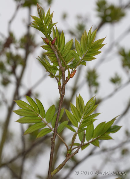 The Rowan turns green as its leaves develop, 30 April