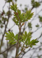 The Rowan turns green as its leaves develop, 30 April