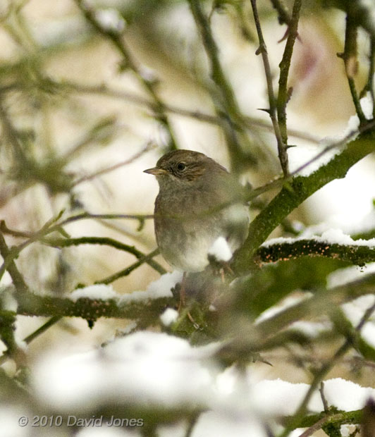 Dunnock in the snow, 2 December 2010 - 1