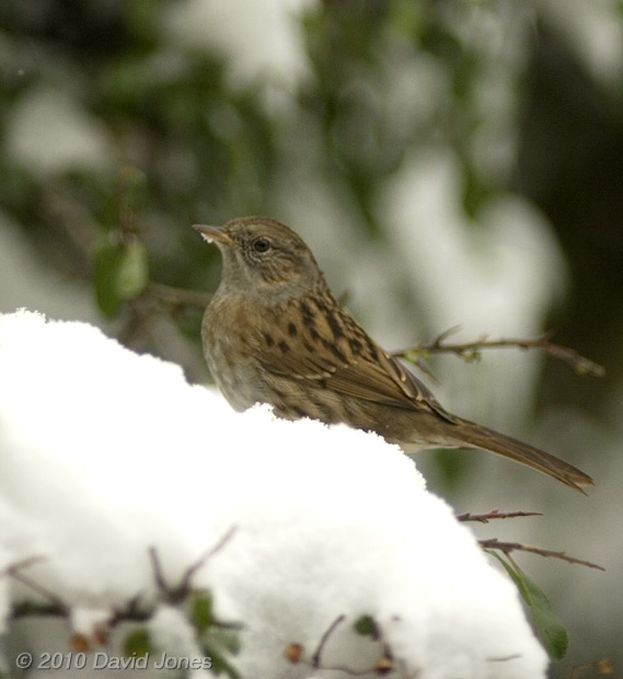 Dunnock in the snow, 2 December 2010 - 2