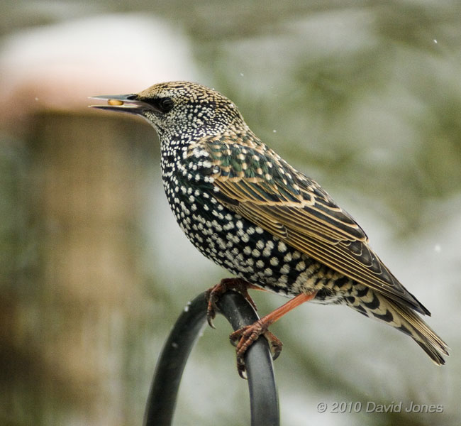 A Starling in winter plumage, 2 December 2010 - 1