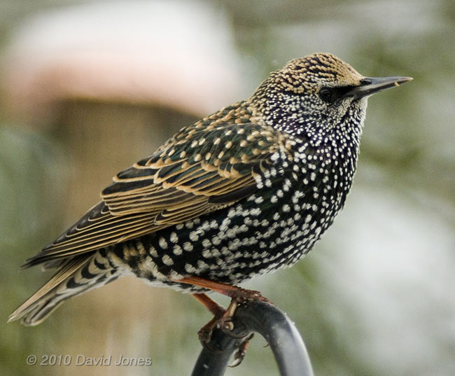 A Starling in winter plumage, 2 December 2010 - 2