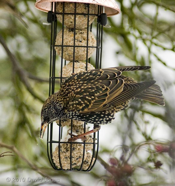 A Starling in winter plumage, 2 December 2010 - 3