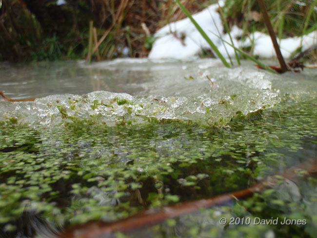 Pond, showing rough edge of melting ice, 5 December 2010 - 1