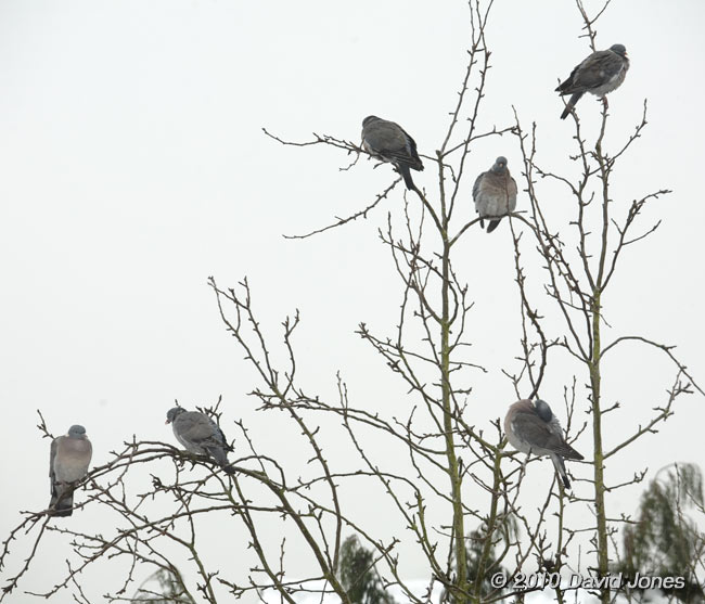 Wood Pigeons rest between feeds, 19 December