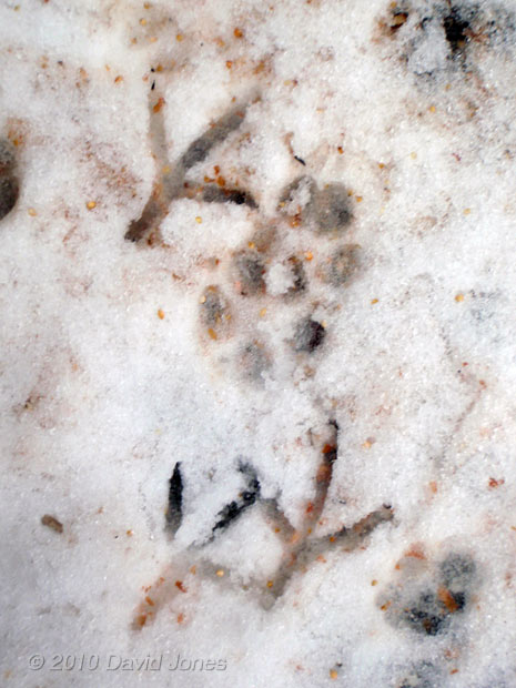 Wood Pigeon and cat prints in snow, 21 December