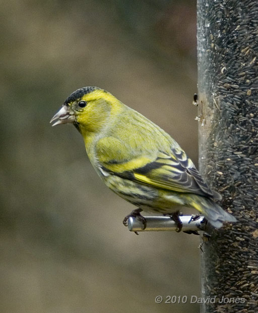 Male Siskin at Nyjer feeder, 28 December - 1