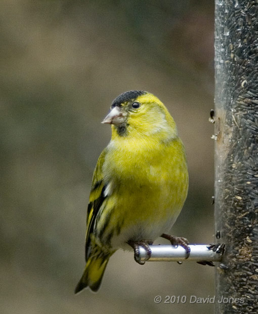 Male Siskin at Nyjer feeder, 28 December - 2