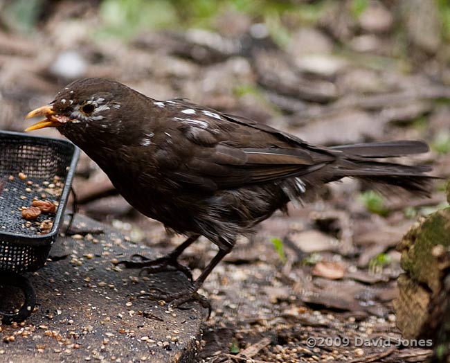 The scruffy Blackbird: picture taken 1 Feb 2009