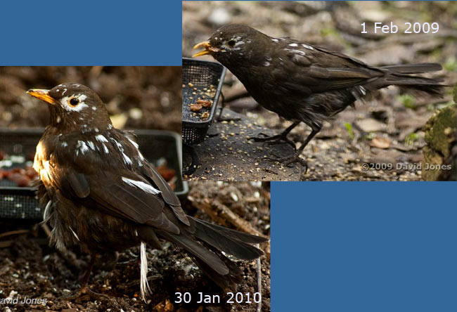 The scruffy Blackbird: pictures taken a year apart, 1 February