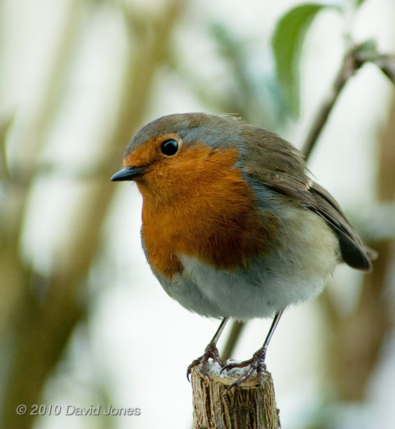 Robin on the Buddleia, 1 February