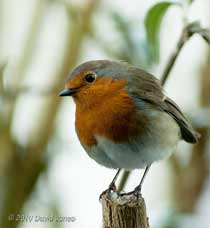Robin on the Buddleia, 1 February