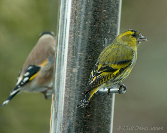 A male Siskin (& Goldfinch) at the niger seed feeder, 1 February