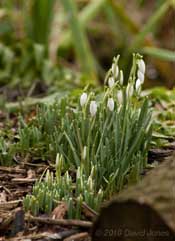 Snowdrops next to the small pond, 1 February
