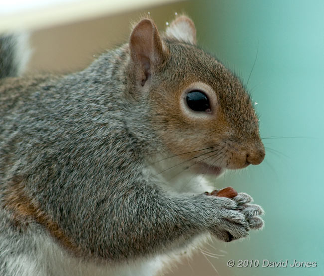 Grey Squirrel on the bird table, 1 February