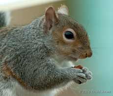 Grey Squirrel on the bird table, 1 February