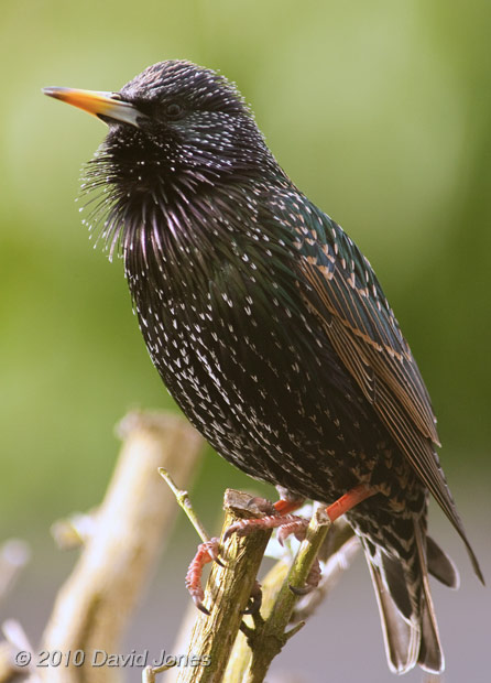 A male Starling on Buddleia bush, 1 February