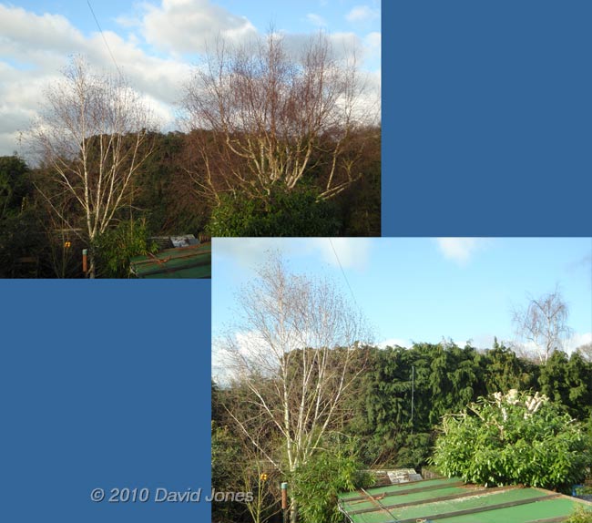 Our neighbour's Birch tree is pruned! 10 February