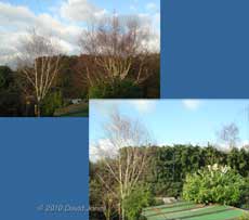 Our neighbour's Birch tree is pruned! 10 February