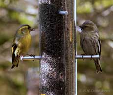 Male and female Siskins at niger seed feeder, 10 February