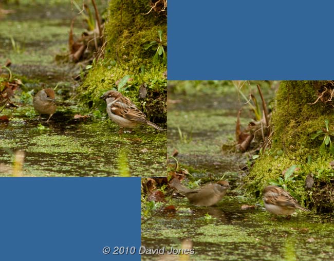 Blackcap female challenges a Sparrow on the ice-covered pond, 11 February